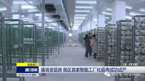 豬場蝶變菇房，人工智能賦能我區(qū)農業(yè)轉型升級